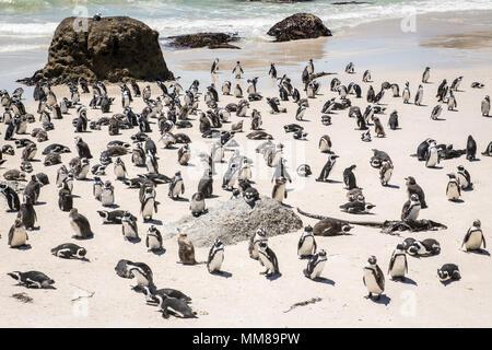 Eine Gruppe von Jackass Pinguine am Boulders Beach in Simons Town, Südafrika Stockfoto