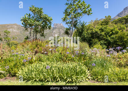 Der botanische Garten von Kirstenbosch in Kapstadt in Südafrika in