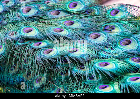Nahaufnahme der Pfauenfedern in voller Umwerbung Gefieder Stockfoto