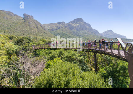 Treetop Ansicht des Hundertjährigen Baum Canopy Walkway an den Botanischen Garten Kirstenbosch in Kapstadt, Südafrika Stockfoto