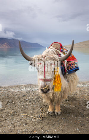 Himalaya Yak bei pangong See in Ladakh, Indien Stockfoto