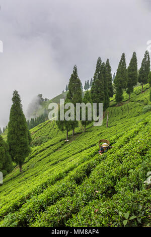 Sikkim, Indien - 21. April 2017: Indische Frau ist die Abholung der frischen Teeblätter von Tee Plantage in Sikkim, Indien Stockfoto