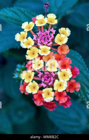 Nahaufnahme der mehrfarbigen Lantana Blüten Stockfoto