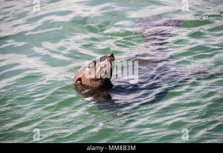 Eine Südafrikanische Fell Dichtung im Wasser schwimmenden in Hout Bay in Kapstadt, Südafrika Stockfoto