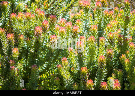 Gruppe von Mimetes cucullatus am Botanischen Garten Kirstenbosch in Kapstadt, Südafrika Stockfoto