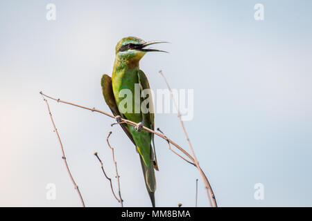 Die bunten Green Bee-eater Sitzstangen auf einem Zweig in der Chobe Nationalpark - Botswana Stockfoto