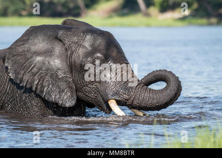 Ein Elefant, kühlt sich ab im Chobe Fluss. Chobe Nationalpark - Botswana Stockfoto