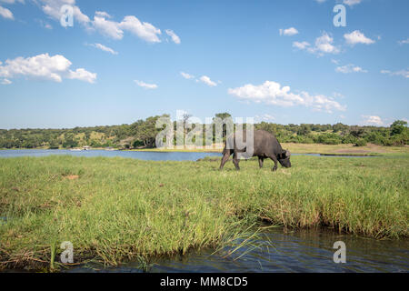 Die wilden afrikanischen Büffel in ihrer natürlichen Umgebung weiden auf einige Gräser entlang des Chobe River. Chobe Nationalpark - Botswana Stockfoto