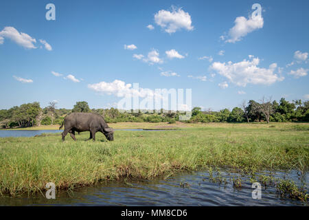 Die wilden afrikanischen Büffel in ihrer natürlichen Umgebung weiden auf einige Gräser entlang des Chobe River. Chobe Nationalpark - Botswana Stockfoto