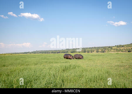 Zwei große Nilpferd" weidet auf einige Gräser durch den Chobe Fluss. Chobe Nationalpark - Botswana Stockfoto