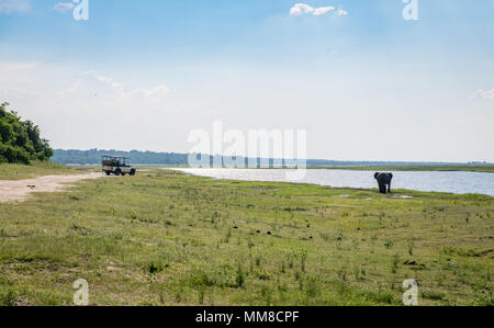 Spiel viewer Fahrzeug Parks entlang der Straße so Safari goers Afrikanischen Busch Elefanten beobachten kann (Loxodonta africana) zu Fuß am Wasser entlang, Chobe Nation Stockfoto