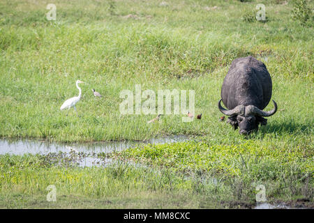 Die wilden Afrikanischer Büffel (Syncerus Caffer) in ihrem natürlichen Lebensraum Beweidung auf einige Gräser unter einheimischen Vögel. Chobe Nationalpark - Botswana Stockfoto