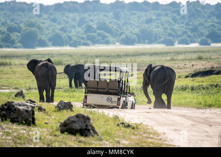Spiel viewer Fahrzeug navigiert unebenem Gelände während der Fahrt neben einer kleinen Gruppe von afrikanischen Busch Elefanten (Loxodonta africana), Chobe Nationalpark - Stockfoto