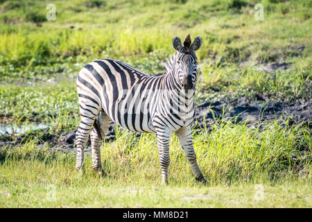 Ebenen Zebras (Equus quagga) steht alleine in der sumpfigen Feuchtgebiete, Chobe Nationalpark - Botswana Stockfoto