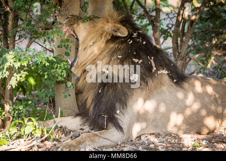 Eine große männliche südlichen afrikanischen Löwen (Panthera leo melanochaita) liegen unter dem Schatten der Bäume gähnt, seine massiven Zähne zeigen. Chobe National Pa Stockfoto