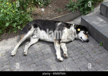 Straße Hund getaggt mit Ohr schlafend auf dem Boden in Tiflis Stockfoto