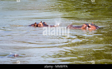 Eine Gruppe von hippopotamus Peek, knapp über der Oberfläche der Wasser und spritzen das Wasser aus der Nase. Livingstone, Sambia Stockfoto