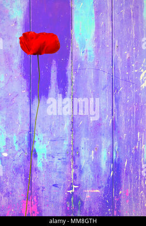 Roter Mohn auf lila bunt vintage Hintergrund mit schäbigen Distressed grungy Textur hippie Style Stockfoto