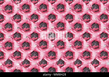 Rosa Mohnblumen abstrakte Blumenmuster flachbild Raster legen Stockfoto