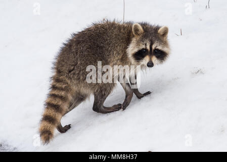 Der Nordamerikanische Waschbär wandert in den Adirondack Mountains im Winter, mit Schnee im Hintergrund. Stockfoto