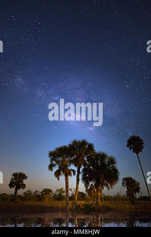 Um Mitternacht eine Oase in den Florida Everglades als die Milchstraße steigt bei Big Cypress National Preserve. Stockfoto