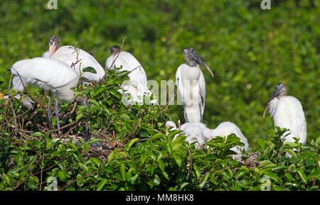 Eine Gruppe von Nesting Holz Störche und ihre Jungen in den Florida Everglades. Dies wurde im Frühjahr fotografiert und es gab Hunderte von ihnen. Stockfoto