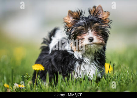 Süße Biewer Yorkshire Terrier Welpen im Gras und Löwenzahn Stockfoto