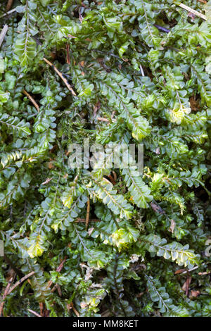 Mehr featherwort Wachstum (Plagiochila asplenioides) Stockfoto