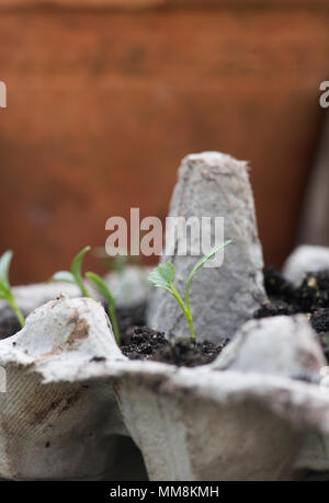 Coriandrum Sativum. Koriander Sämlinge in einem Ei box im Frühjahr gewachsen. Großbritannien Stockfoto