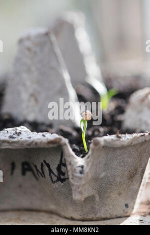Coriandrum Sativum. Koriander Sämlinge in einem Ei box im Frühjahr gewachsen. Großbritannien Stockfoto