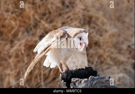 Schleiereule, Flathead County, Montana Stockfoto