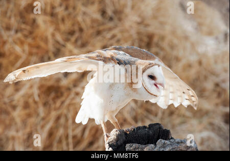 Schleiereule, Flathead County, Montana Stockfoto