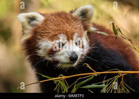 Der Rote Panda oder auch als Die rote Cat-Bear bekannt. Es ist etwas größer als eine Hauskatze und mosty im Östlichen Himalaya gefunden Stockfoto