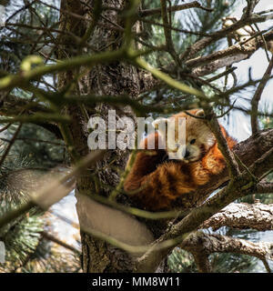 Der Rote Panda oder auch als Die rote Cat-Bear bekannt. Etwas größer als eine Hauskatze ist Es mosty im Östlichen Himalaya gefunden Stockfoto