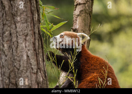 Der Rote Panda oder auch als Die rote Cat-Bear bekannt. Etwas größer als eine Hauskatze ist Es mosty im Östlichen Himalaya gefunden Stockfoto