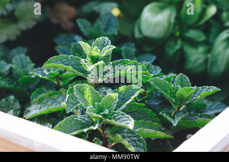 Nahaufnahme eines marokkanische Minze Pflanze im Garten. Stockfoto