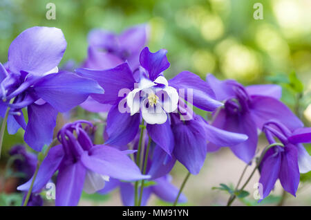 Aquilegia Magic Serie. Stockfoto