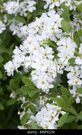 X Exochorda macrantha 'The Bride' Blumen. Stockfoto