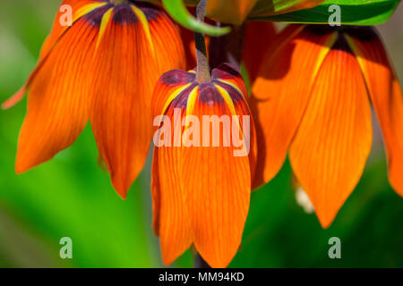 Orange Lilie. Frische helle orange Lilie in den grünen Garten. Niederlassung von orange Lilie mit Knospen gegen verschwommenen Hintergrund. Stockfoto