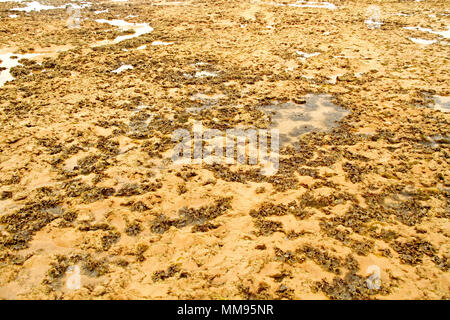 Algen, Areia Vermelha Insel, Areia Vermelha Strand, Areia Vermelha Marine State Park, Cabedelo, Paraiba, Brasilien Stockfoto