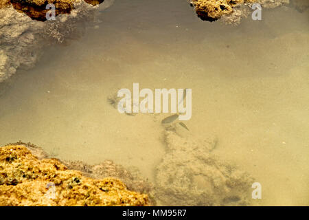 Algen, Areia Vermelha Insel, Areia Vermelha Strand, Areia Vermelha Marine State Park, Cabedelo, Paraiba, Brasilien Stockfoto