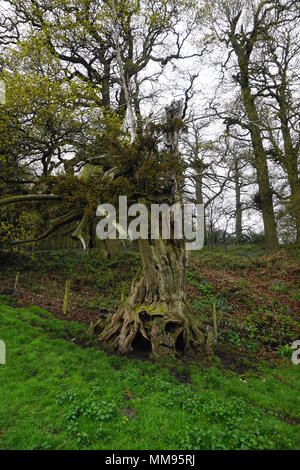 Alte haunted Tree möglicherweise Hit bit Blitz. Sieht so aus, als ob es gerade ist das Festhalten an zu leben, die in der Baumstruktur wird verzerrt und verdreht. Stockfoto