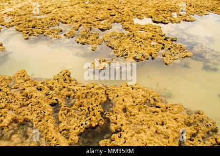 Algen, Areia Vermelha Insel, Areia Vermelha Strand, Areia Vermelha Marine State Park, Cabedelo, Paraiba, Brasilien Stockfoto