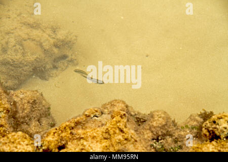 Algen, Areia Vermelha Insel, Areia Vermelha Strand, Areia Vermelha Marine State Park, Cabedelo, Paraiba, Brasilien Stockfoto