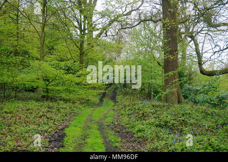 Entlang einer Spur in einer schönen, grünen Wäldern in der Staffordshire Moor in der Nähe von enville Stockfoto