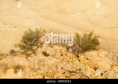 Algen, Areia Vermelha Insel, Areia Vermelha Strand, Areia Vermelha Marine State Park, Cabedelo, Paraiba, Brasilien Stockfoto