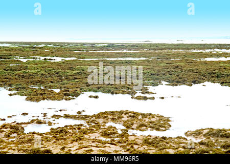 Algen, Areia Vermelha Insel, Areia Vermelha Strand, Areia Vermelha Marine State Park, Cabedelo, Paraiba, Brasilien Stockfoto