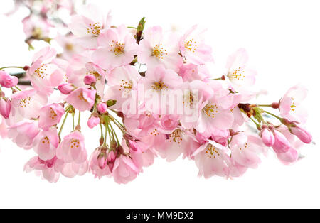 Japanische Kirschblüte (Prunus x yedoensis), Sakura, blühende, Tokio, Japan Stockfoto