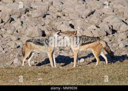 Black-backed Jackals (Canis mesomelas), zwei junge Tiere spielen, Etosha National Park, Namibia Stockfoto