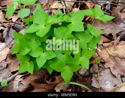 Helle grüne Blätter von einem scharfen gelappt Leberblümchen Pflanze im Frühjahr Wald. Stockfoto